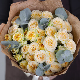 9 Cream Bush Roses 60 cm