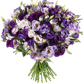 51 Purple Lysianthus