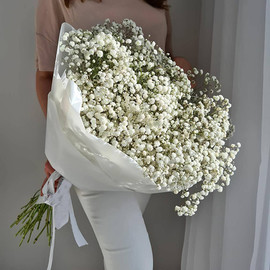 Gypsophila