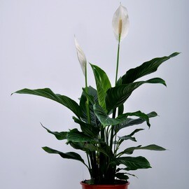 Spathiphyllum Sweet 100 cm