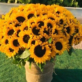 101 Sunflower
