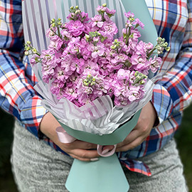 Розовая Маттиола