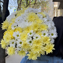 Armful of Chrysanthemums