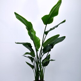 Strelitzia nicolai 140 cm