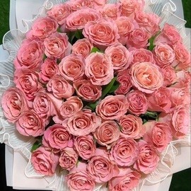 51 Pink Rose