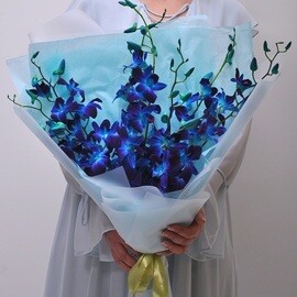 Blue Dendrobium Orchids