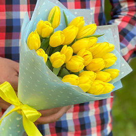 Жёлтые Тюльпаны