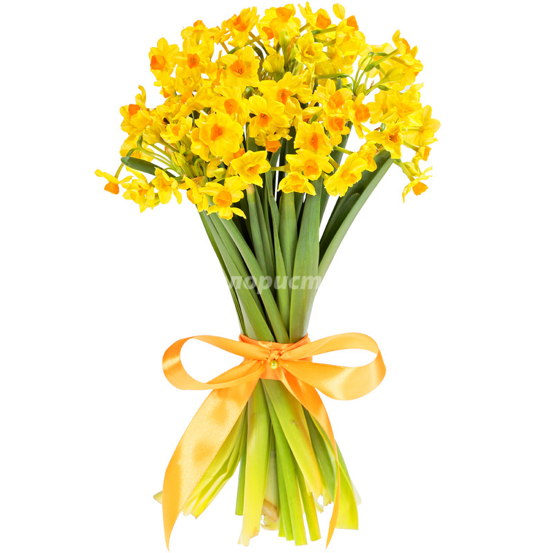 Golden Daffodils, standard