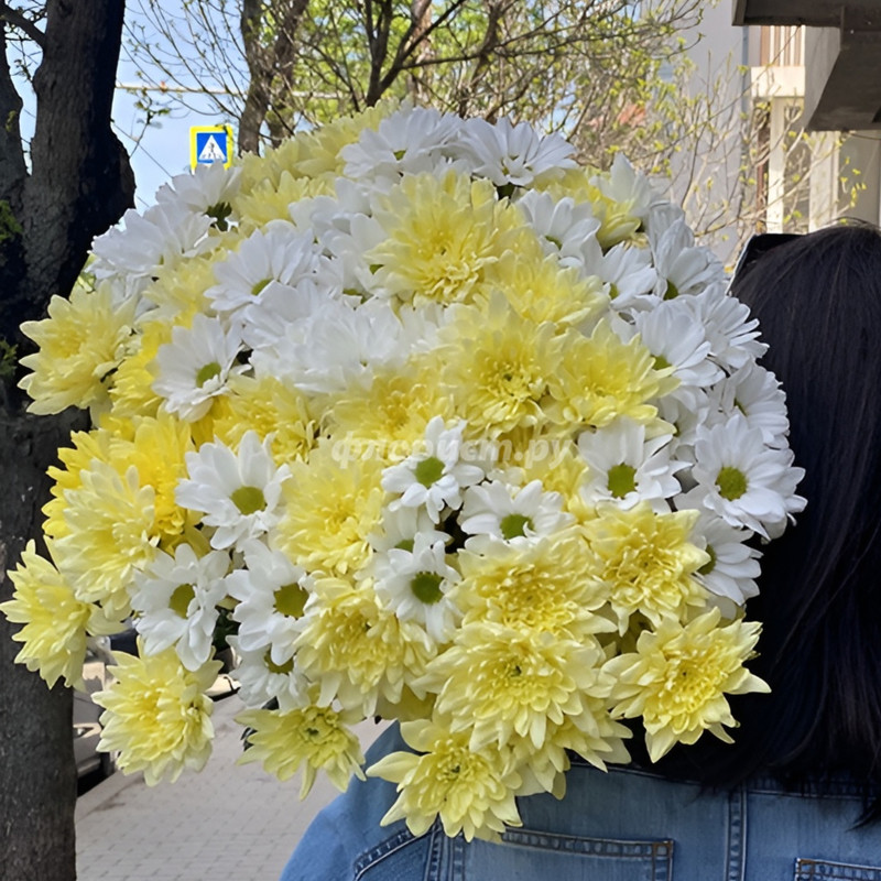 Armful of Chrysanthemums, standard