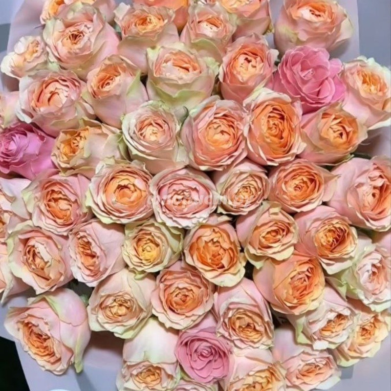 51 персиковая Пионовидная Роза, стандартный