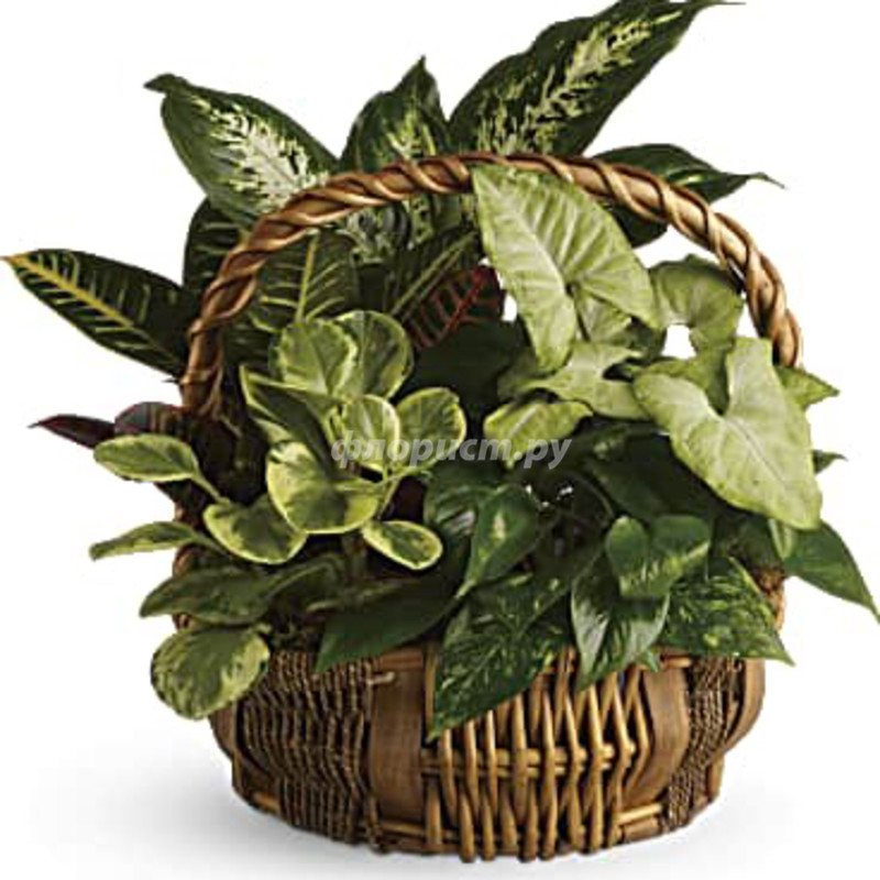 Emerald Garden Basket, standard