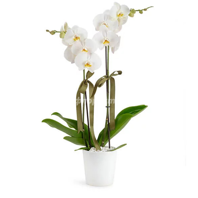 Phalaenopsis Orchid, standard