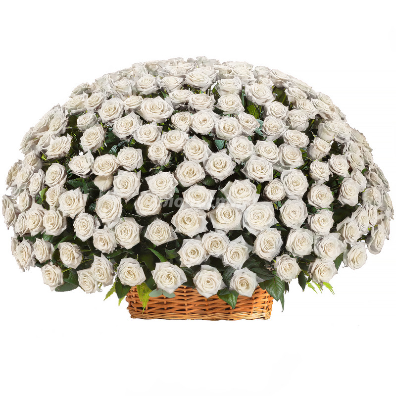 Basket 301 White Rose, 301 roza