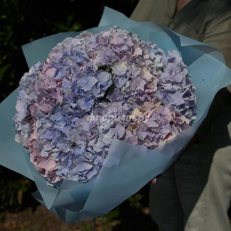 Blue Hydrangeas, standard