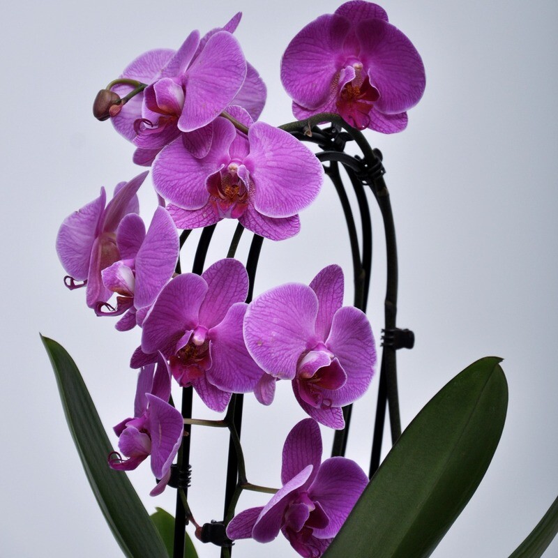 Pink Cascade Phalaenopsis Orchid in a planter, standard