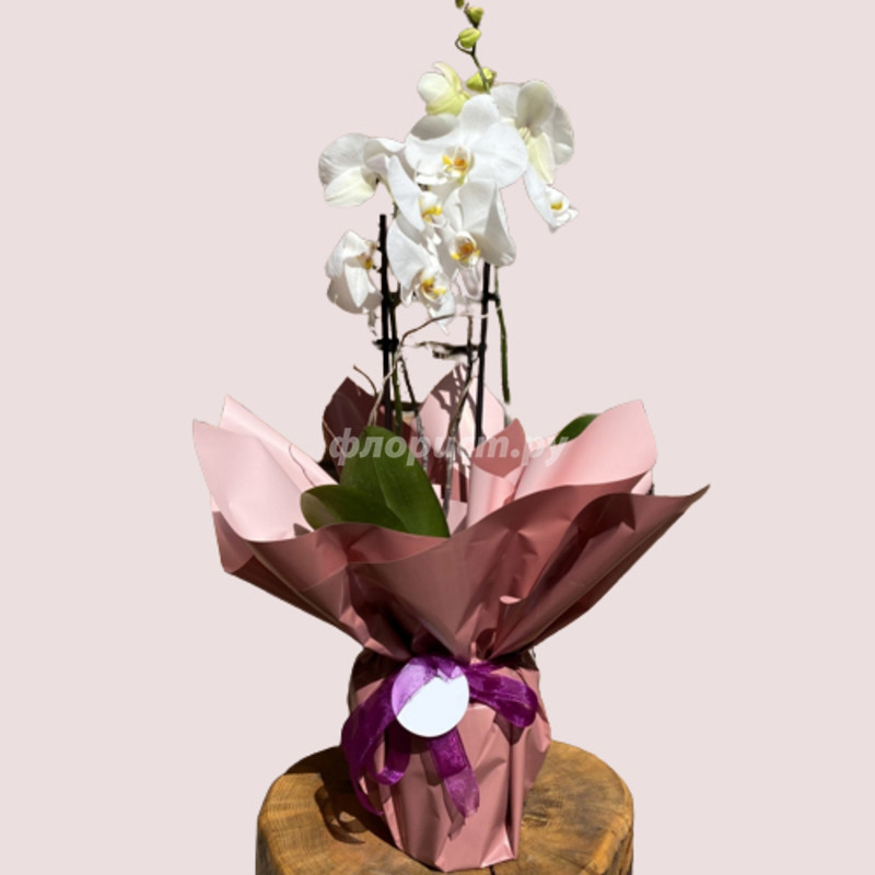 Орхидея Фаленопсис, стандартный