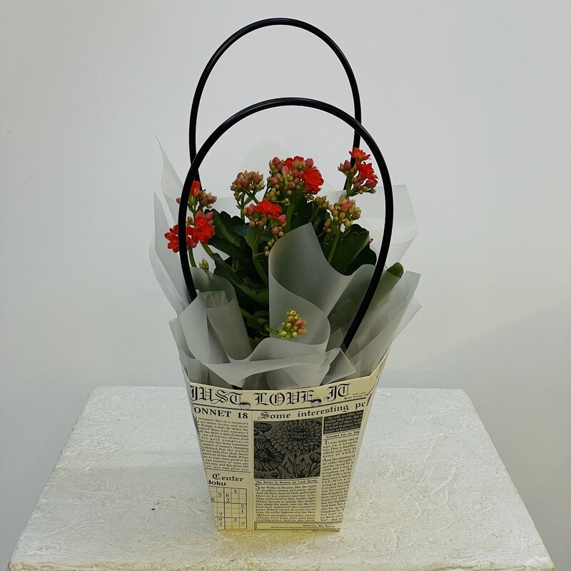 Kalanchoe 'September 1st', red