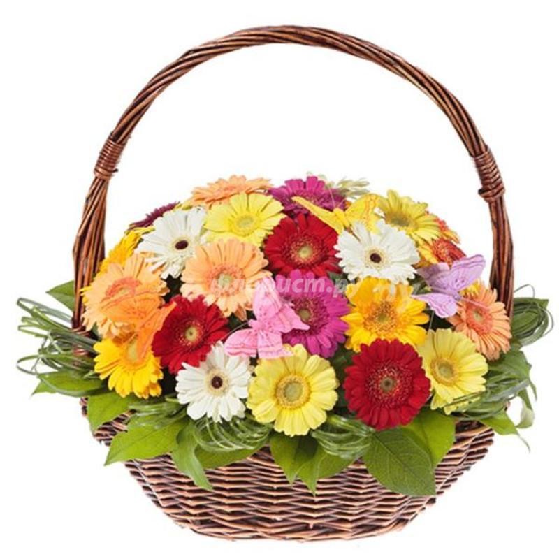 35 Colorful Gerberas in a Basket, standard