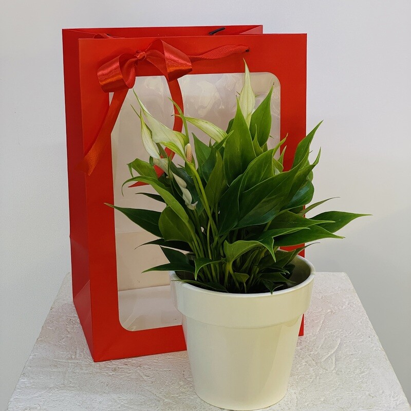 Anthurium in a Handbag for September 1st, standard