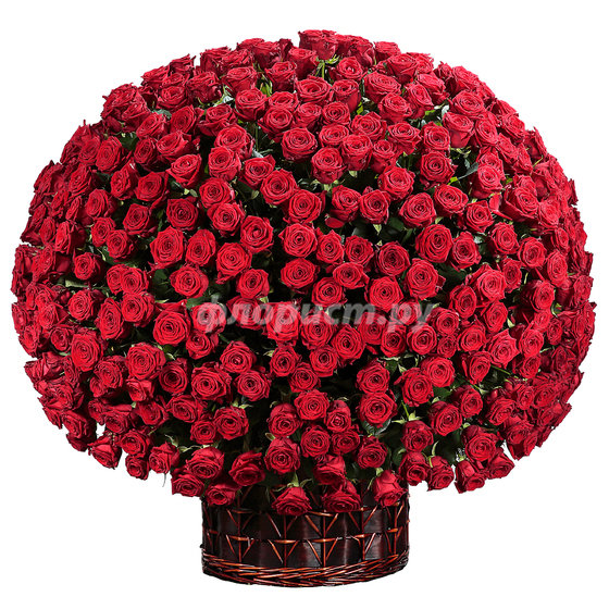 Корзина "501 Красная Роза"