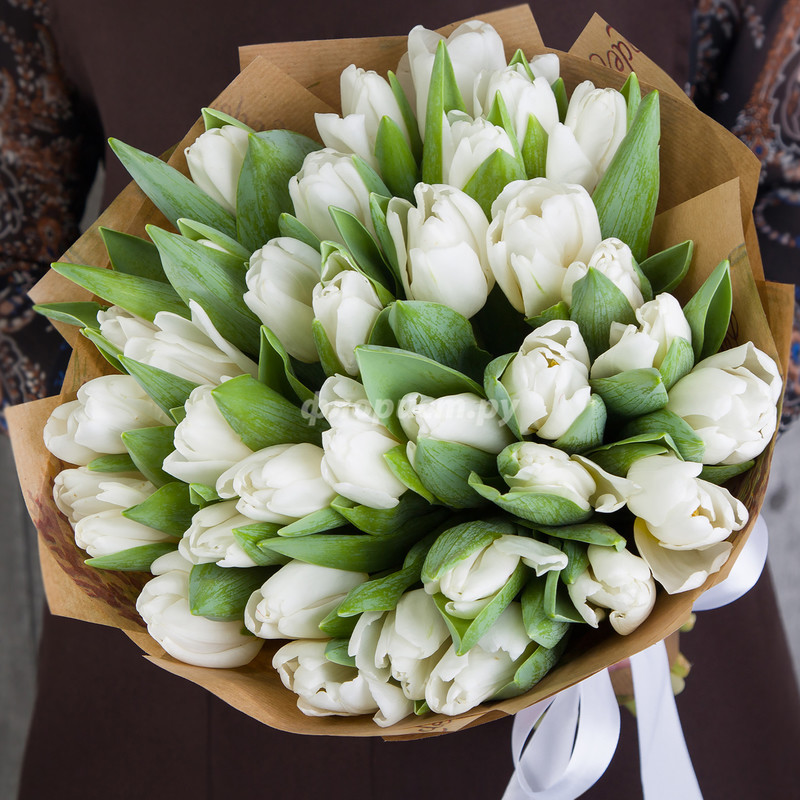 white tulips, 35 tyul_panov