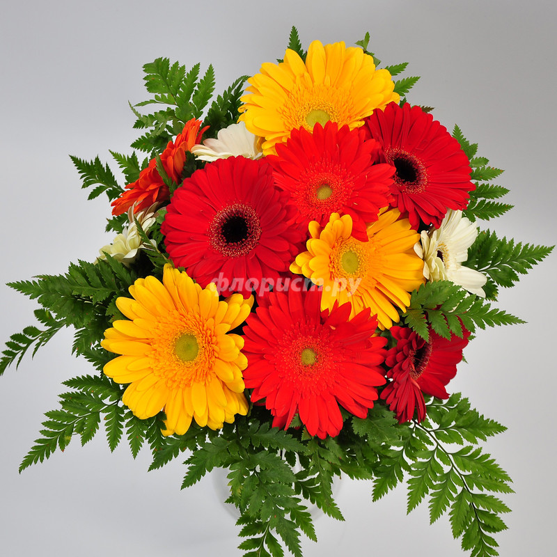 Bouquet of Gerberas, standard