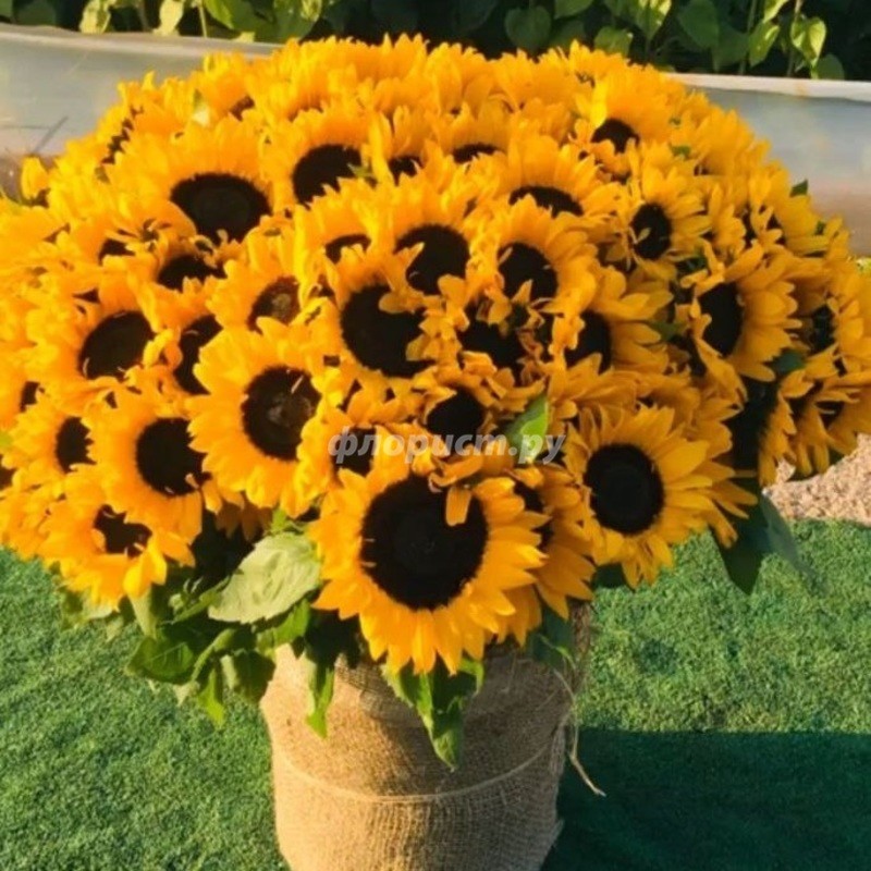 101 Sunflower, deluxe