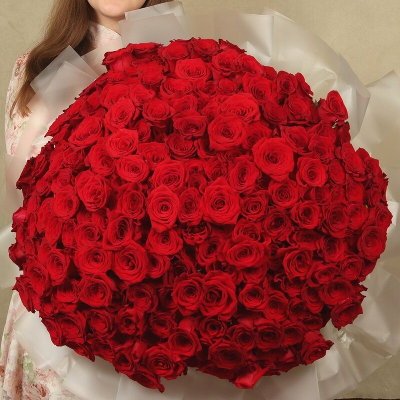 301 Red Rose, 301 roza