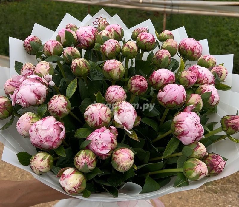 101 Beautiful Peony, premium