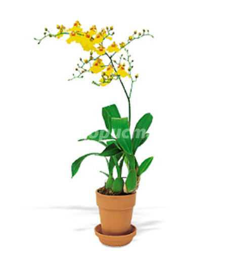 Орхидея онцидиум (Oncidium)