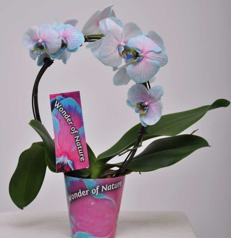 Orchid Phalaenopsis Cascade in a flowerpot, standard