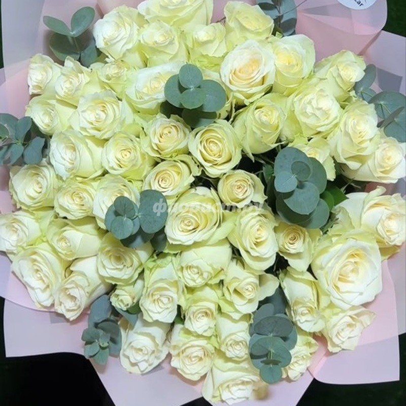 51 White Rose, standard