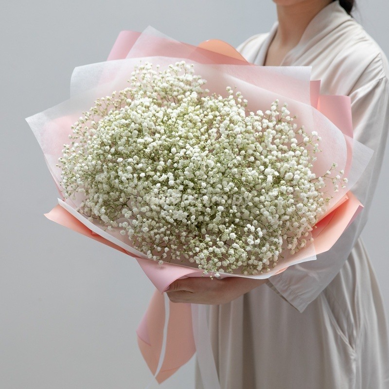 Delicate Snow White Gypsophila, standard