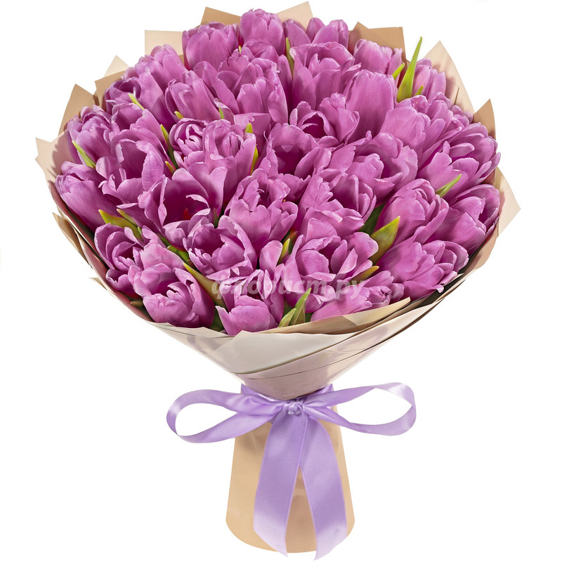 purple tulips, standard