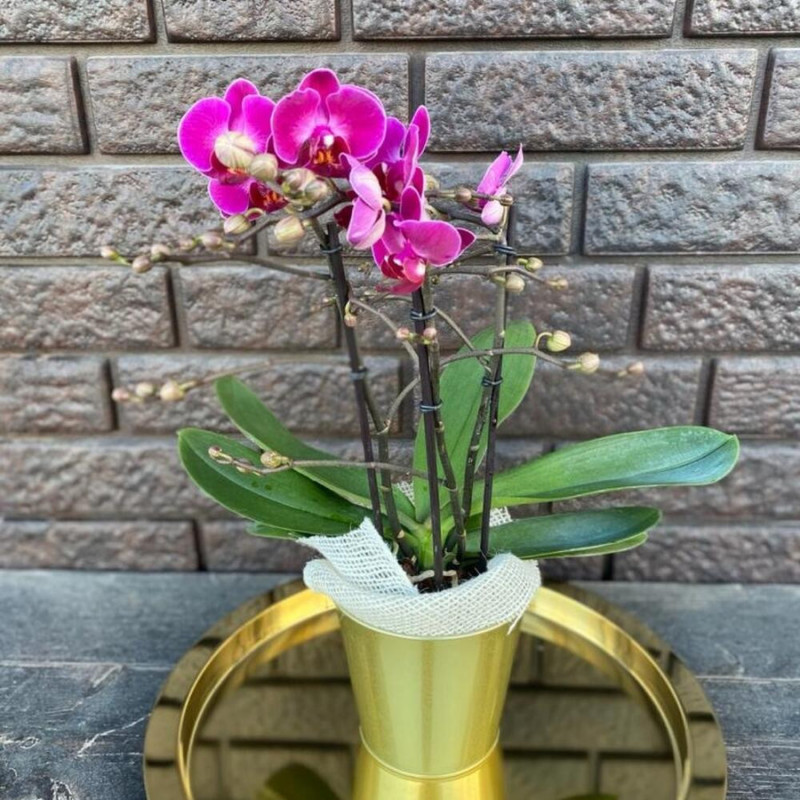 Orchid in a flowerpot, standart