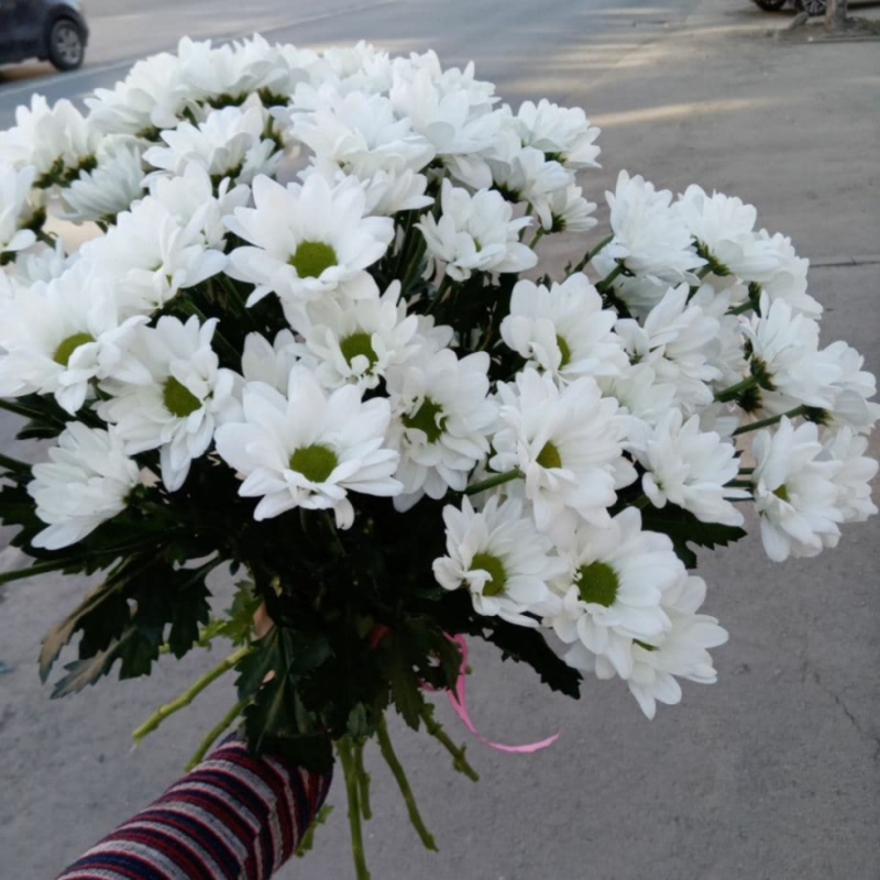 Bouquet of 9 Spray Chrysanthemums, standart