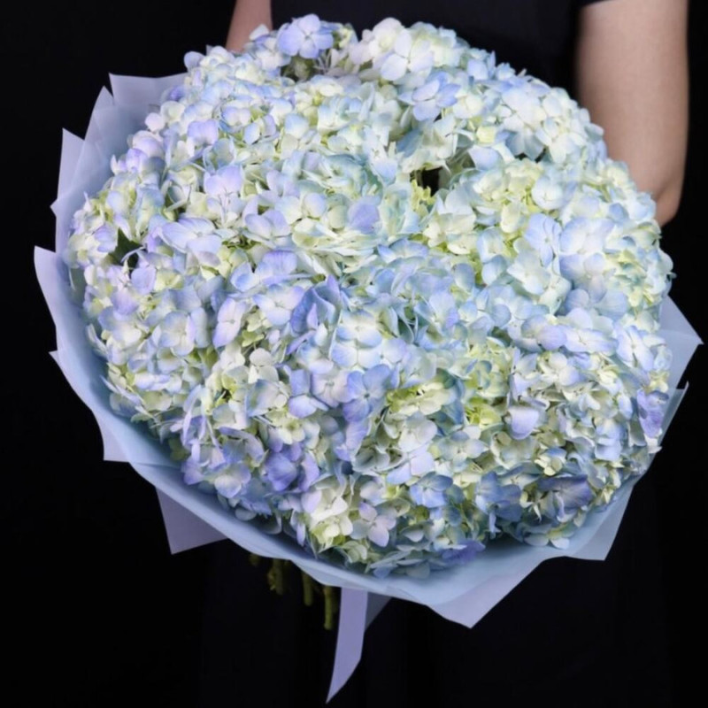 Gorgeous white and blue hydrangea in designer packaging, standart
