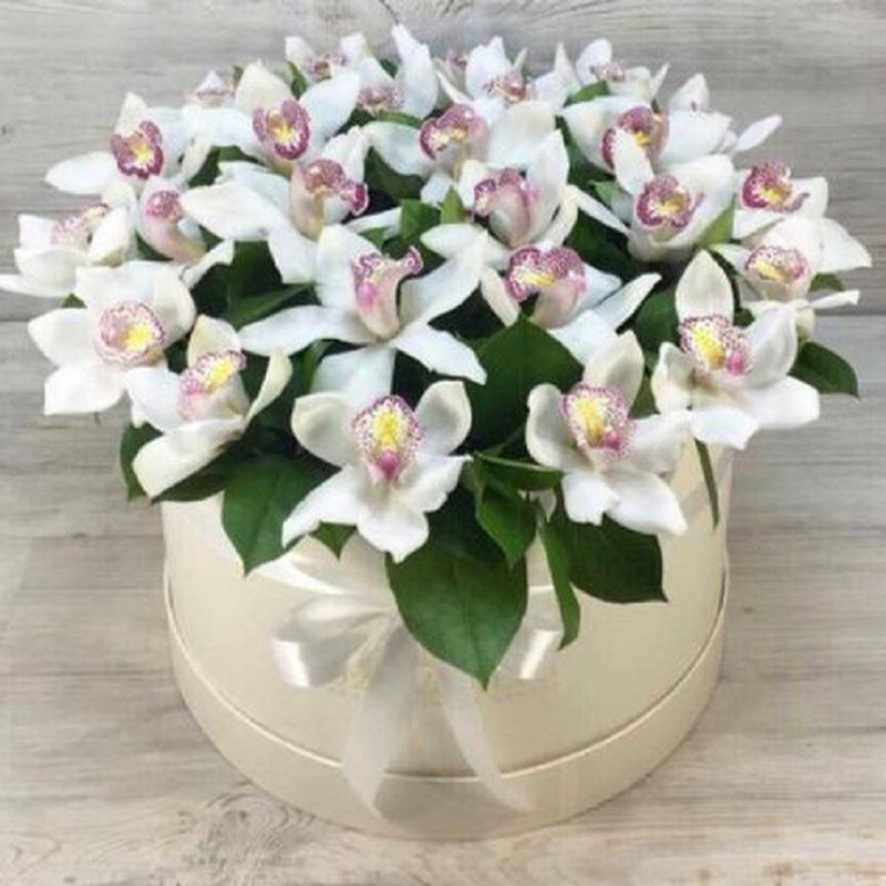 Orchids in a box, standart