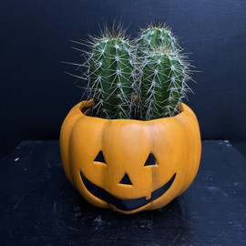 Cactus in a pumpkin pot