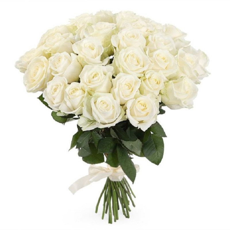 31 White Rose Avalanche, standart