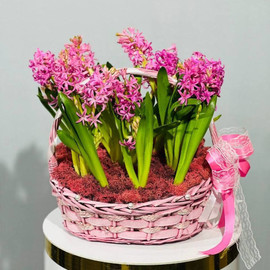 Basket with pink hyacinths
