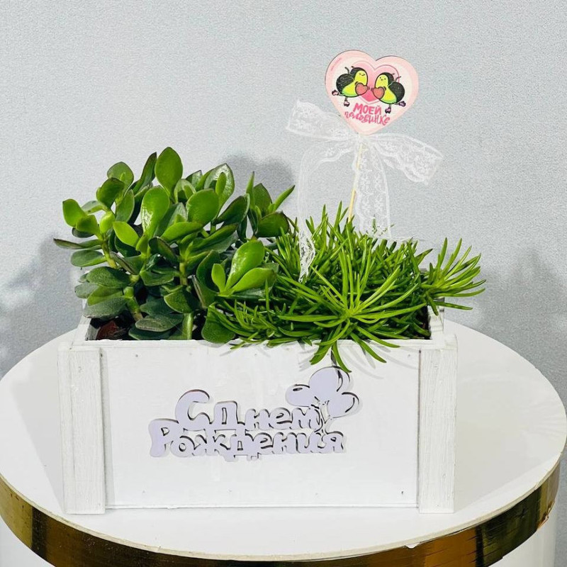 Birthday gift composition with succulents, standart