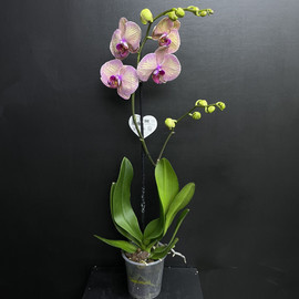 Орхидея Орандж