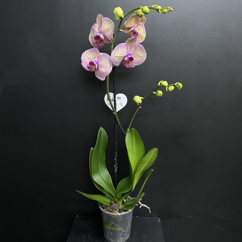 Houseplant Orchid Orange, standart