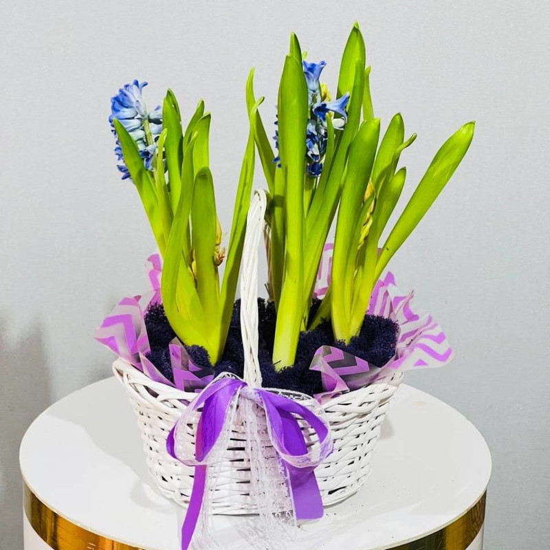 Gift basket with hyacinths, standart