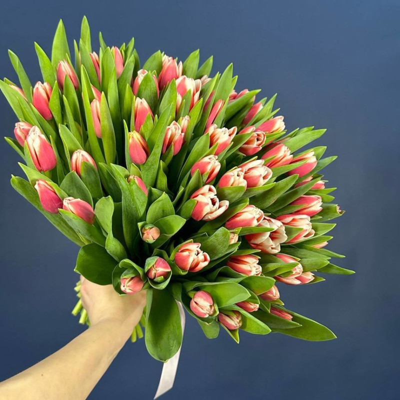 Bouquet of 75 pink and white tulips, standart