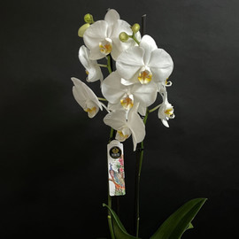 орхидея Фаленопсис