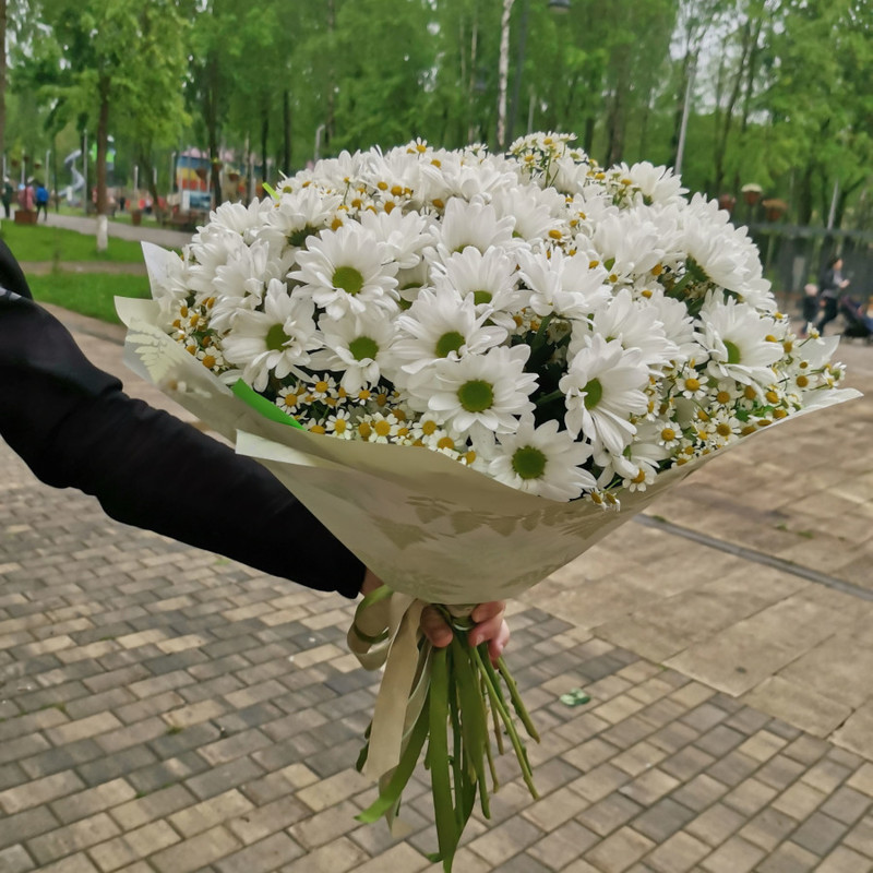 Bouquet of chrysanthemum and matrikaria, standart