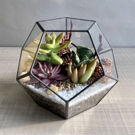 Glass florarium with plants