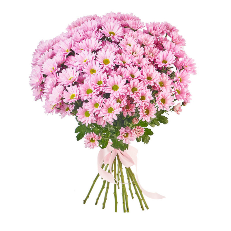 Букет из 15 розовых кустовых хризантем, стандартный
